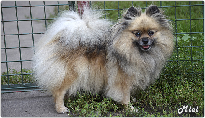 Mici, az alapító szuka