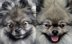 Alomterv - Polly x Csuvi