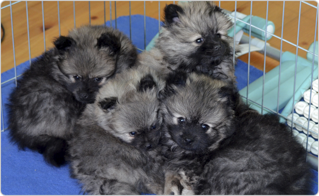 Kisspitz kölykök - Mici x Maci alom