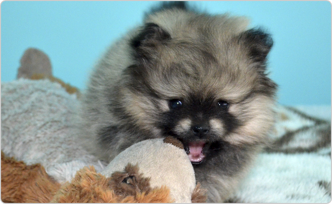 Kisspitz kölyök - Titi x Maci alom