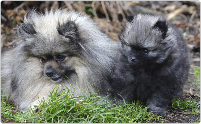 Kisspitz kölyök - Titi x Maci alom