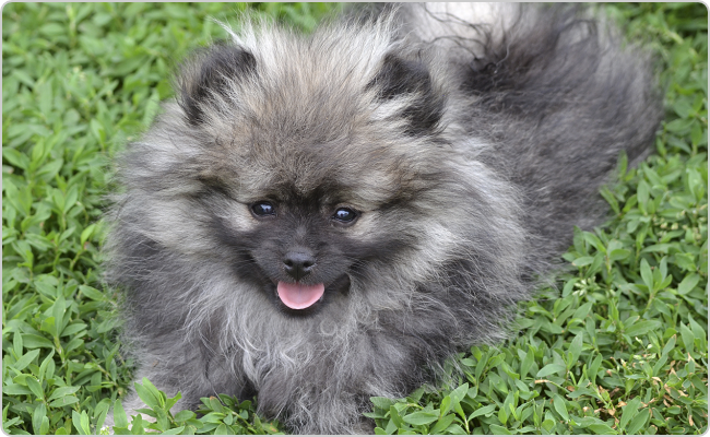 Kisspitz kölyök - Titi x Maci alom