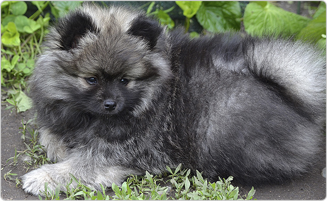 Kisspitz kölyök - Titi x Maci alom