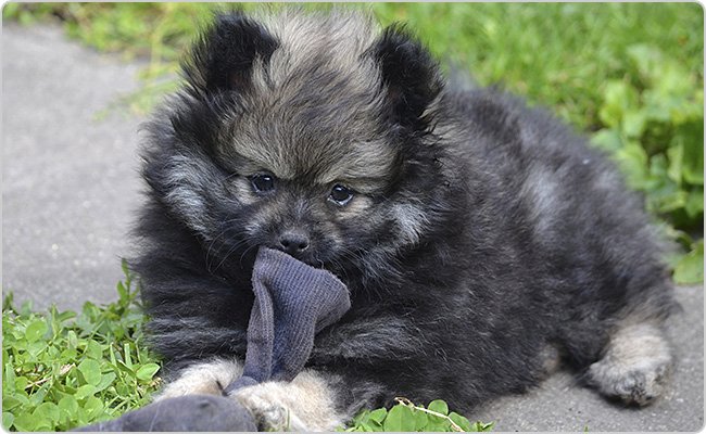 Kisspitz kölyök - Mici x Maci alom