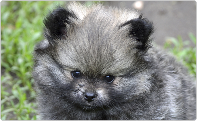 Kisspitz kölyök - Mici x Maci alom