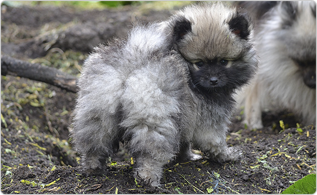Kisspitz kölyök - Mici x Maci alom